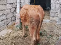 Krava, Skot — foto 5