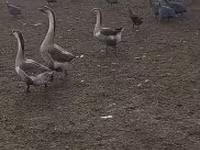 Geese — foto 1