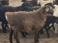 Schaf, Schafe — Foto 6