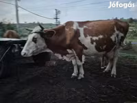 ثور, Simmental cattle — الصورة 1