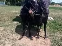 Kanca, Nonius horse — 6. fotó