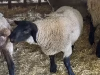 Widder, White Suffolk sheep — Foto 4