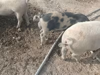 Boar, Pigs — photo 3