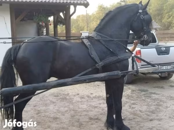 Hing, Friesian — Magyarország