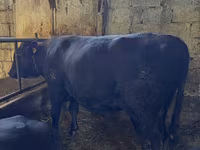 Taureau, Vache rouge sans cornes — photo 2
