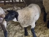 Kos, White Suffolk sheep — 4. fotó