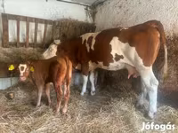 Kuh, Simmental cattle — Foto 1