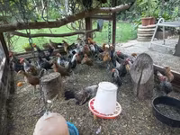 Bantam Holandês — foto 8
