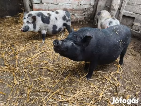 Süldőanya, Sertések
