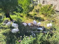 Turkeys — foto 1