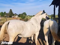 فرس, Lipizzaner — الصورة 3