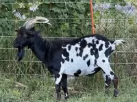 公山羊, Goats — 照片 5