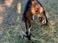 母山羊, Goats — 照片 8