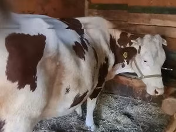 Kuh, Limousin-Kuh