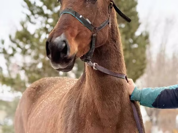Бие, Akhal-Teke