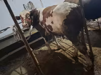 Bika, Ukrainian Red Pied Dairy cattle — 2. fotó