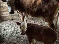 Сиыр, Latvian Blue cattle — 2-сурет