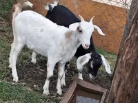 Cabro, Nubian Goat — foto 2