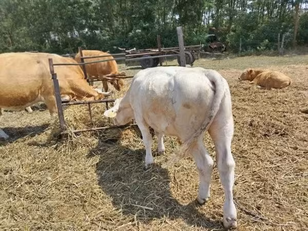 Bull, Charolais cattle — Hungary