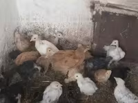 Chickens — 2-сурет