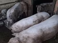 母猪, Pigs — 照片 3