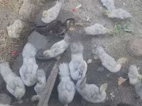 Ducks — الصورة 4