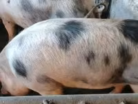 母猪, Pigs — 照片 7