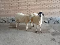 تيس, الماعز — الصورة 2