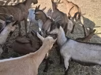 Cabras (lote, sexo no especificado), Alpine goat — foto 1