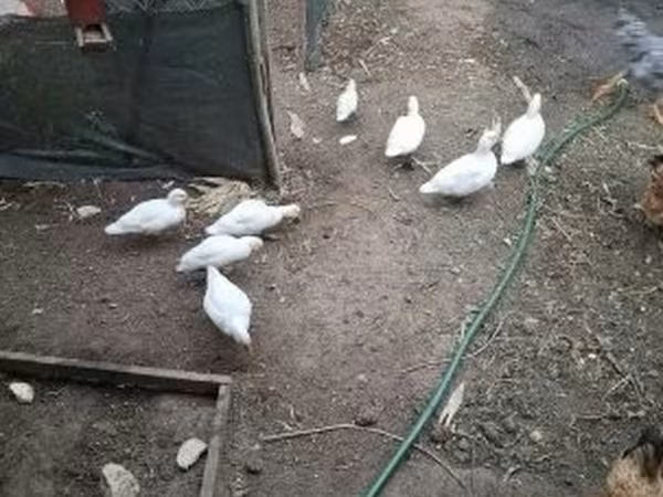 Ducks — 匈牙利