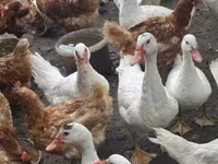 Ducks — الصورة 2