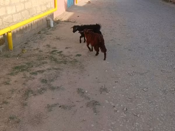 تيس, الماعز