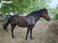 Stute, Hungarian horse breed — Foto 4