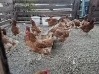 Chickens — photo 3