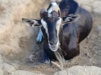母山羊, Toggenburg goat — 照片 4