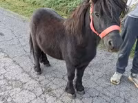 Caballo, Caballos — foto 1