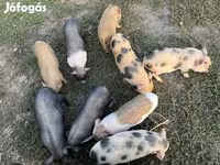 公猪, Вьетнамская вислобрюхая — 照片 4