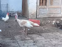 Turkeys — zdjęcie 2