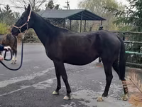 Kanca, Akhal-Teke — 3. fotó
