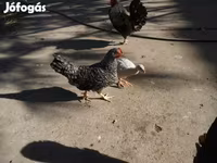 Guinea fowl — Foto 2