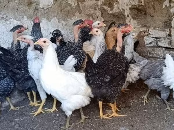 Chickens — Ungarn