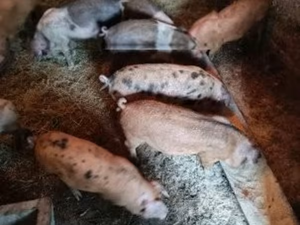 خنزيرة, الخنازير — هنغاريا