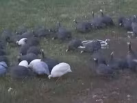 Guinea fowl — foto 3
