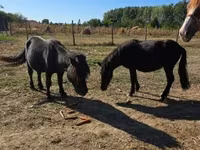 Mare, Horses — photo 5