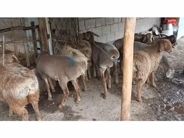 भेड़, भेड़