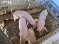 मादा सूअर, Крупная белая — फ़ोटो 3