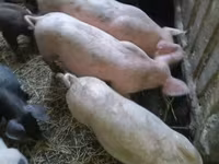 Шошқалар (топ, жынысы көрсетілмеген), Шошқалар — 3-сурет