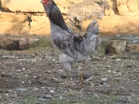 Ameraucana — 3. fotó