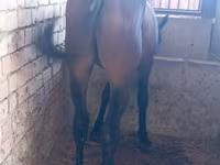 Kůň, Manipuri pony — foto 1