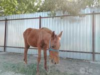 母马, Horses — 照片 3